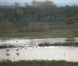 Sandhill cranes and small birds enjoy a pond at the Cosumnes River Preserve.
