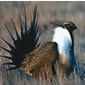 Sage Grouse