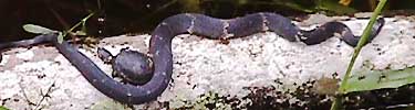 A banded water snake lays right next to a turtle on a log at the Barataria Preserve.