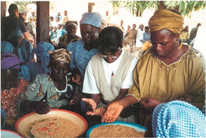 Photo: Members of the women’s cooperative in Nigeria sift through soybeans which they sell as part of USAID’s Farmer to Farmer program.