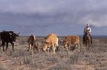 Cattle grazing in the desert