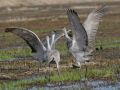 Sandhill Cranes in wetland area