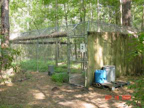 Red wolf pen in Alligator River National Wildlife Refuge