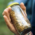 Jar of gold nuggets.