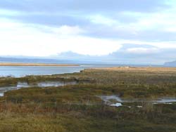 An estuary restoration project at Nisqually NWR in Washington will help to recover listed Chinook salmon. / Credit: USFWS 