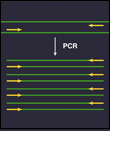 Illustration of chromosome 4