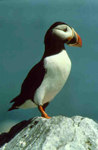 puffin photo