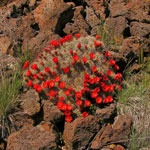 A Claret Cup cactus in full bloom