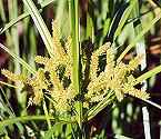 Photo of a sedge - Photo credit:  Jennifer Anderson @ USDA-NRCS PLANTS Database