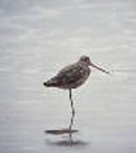 Marbled Godwit photo