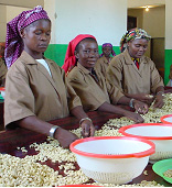 USAID is working with small businesses like Miranda to improve the quality of both raw and processed cashew kernels and attract investors. 