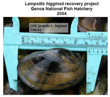 Lampsilis higginsii recovery project Genoa National Fish Hatchery