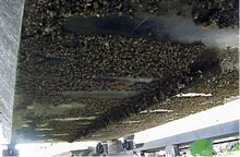 zebra mussels on boat bottom