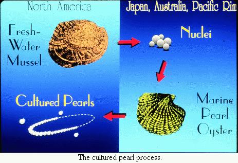 The cultured pearl process (photo: Tom Watters, Ohio State University)