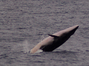 minke whale