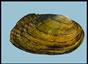 Flutedshell - Lasmigona costata