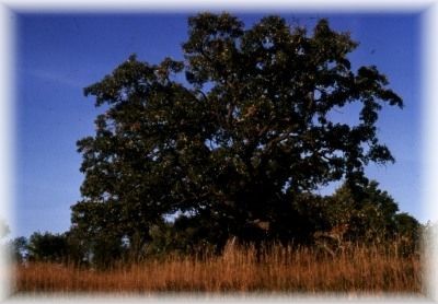 Bur Oak Photo