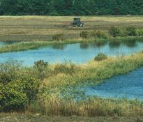 Photo of a moist soil unit with a tractor in the distance - Photo credit:  U.S. Fish and Wildlife Service / Photo by John Guthrie