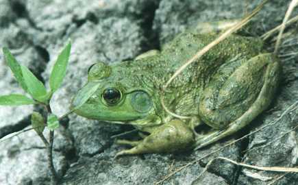 Photo of a frog - Photo credit:  U.S. Fish and Wildlife Service