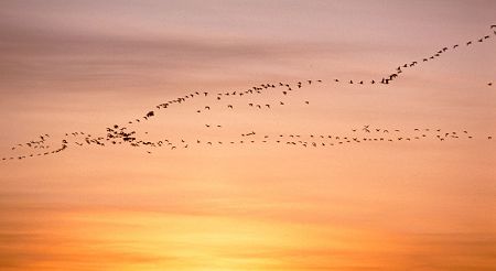 Photo of migrating snow geese - Photo credit:  U.S. Fish and Wildlife Service / Photo by Gary M. Stolz