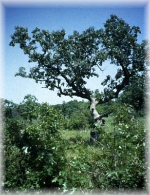 Bur Oak Tree after Prescribed Burn