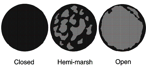 Diagram showing three marsh vegetation cycles - Credit:  U.S. Fish and Wildlife Service / 