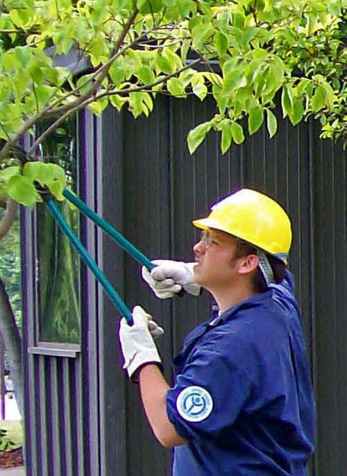 Pruning Trees