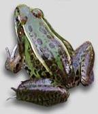 southern leopard frog