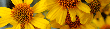 Brittlebush flowers