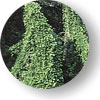 photo of kudzu