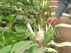 With USAID support, Turkmen greenhouse farmers learn from their Uzbek colleagues