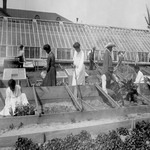 Tuskegee Students Tilling near Greenhouse