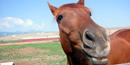 Fox one of the ranches saddle horses.