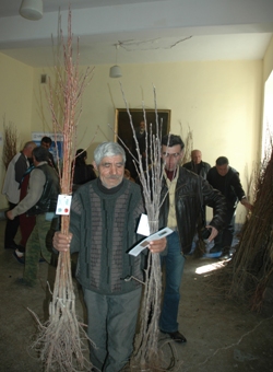 Farmer received early-maturing, high-yielding trees that will begin to bear fruit in the third year.