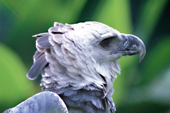 harpy eagle