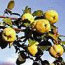 Membrillo (Quince)