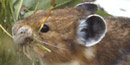 Pika with a mouth full of grass