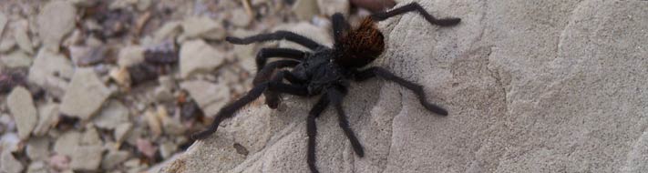 tarantula, Photo by Marge Post/NPS