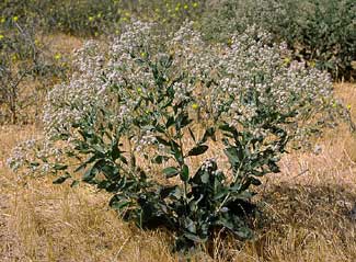 Perennial pepperweed