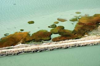 Smooth cordgrass