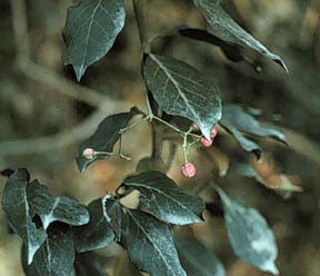 Climbing Euonymus