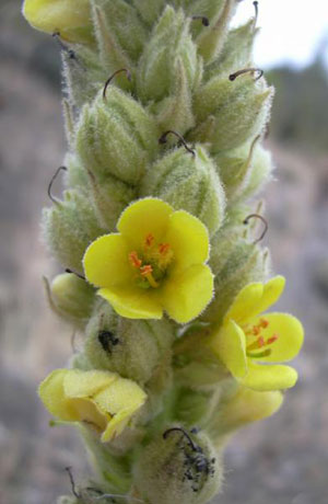 Common Mullein