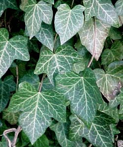 English Ivy Leaves