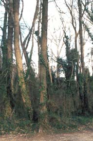 English Ivy in Woods