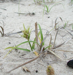 Asiatic Sand Sedge