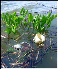 Photo of aquatic debris