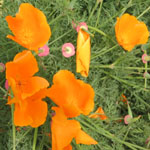 California poppies on Mt. Wanda.