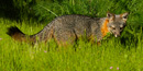 Island fox                                                  timhaufphotography.com