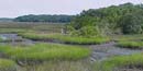 Marsh at the Theodore Roosevelt Area