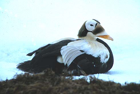 Spectacled Eider Photo Credit:  Greg Balogh/USFWS